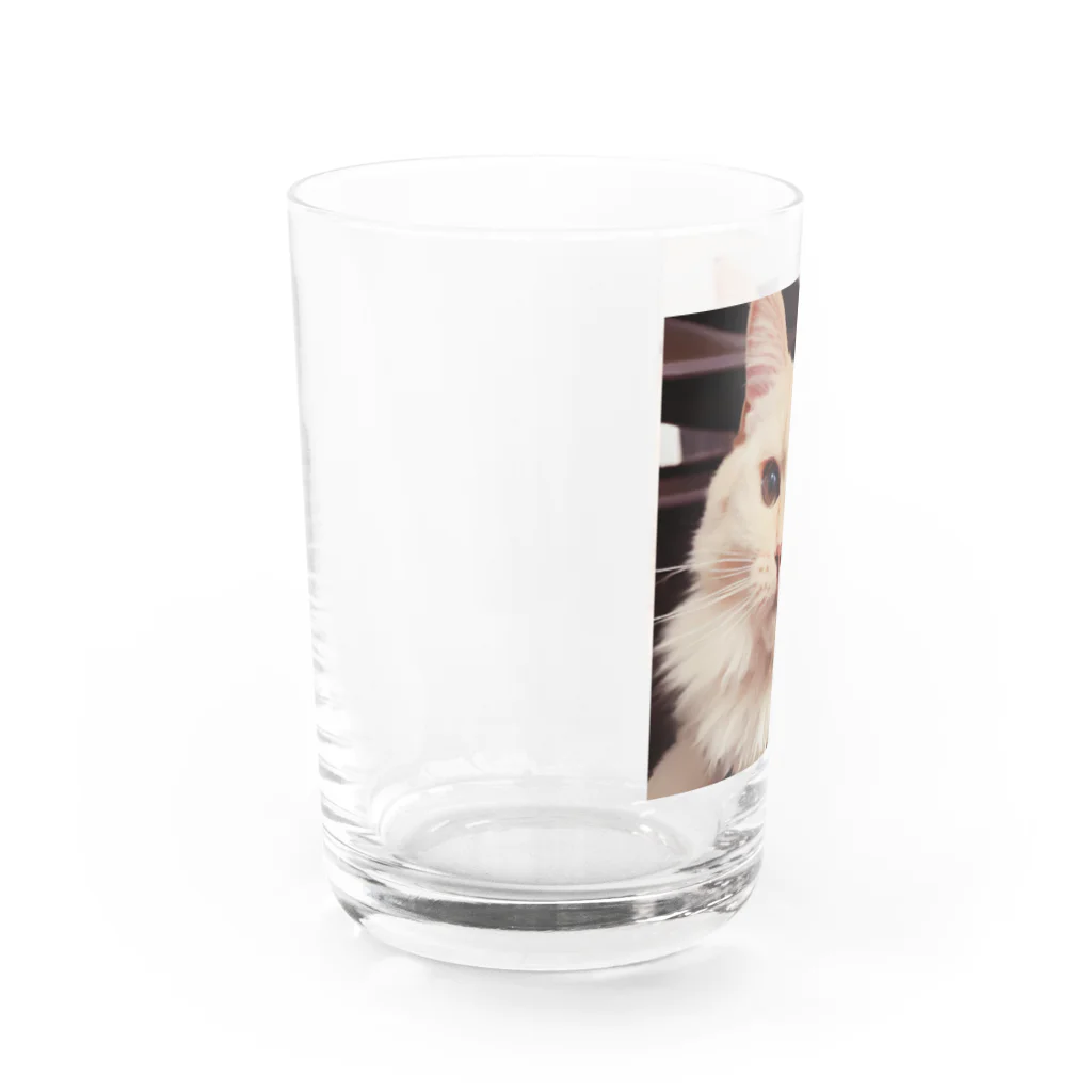 k-mintoの可愛い長毛種のネコちゃんグッズ Water Glass :left