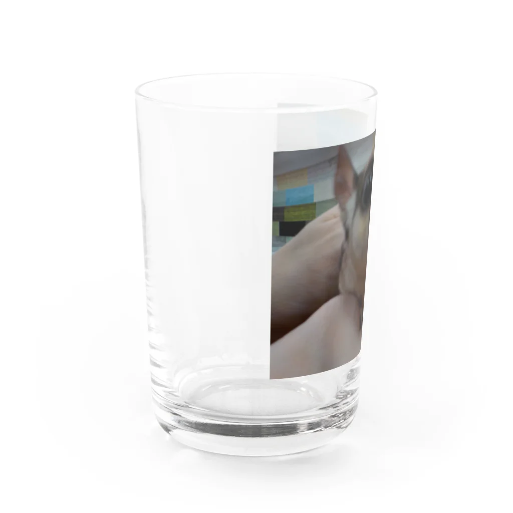 panchanphotoanimalsのモモンガシリーズグッズ Water Glass :left