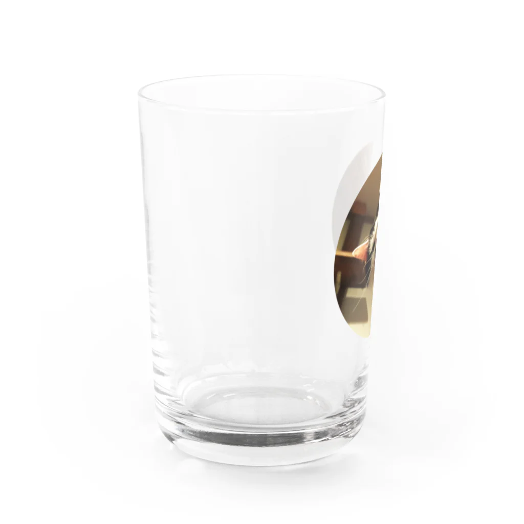 jenjenの強面のねこ　チビゴン　その1 Water Glass :left