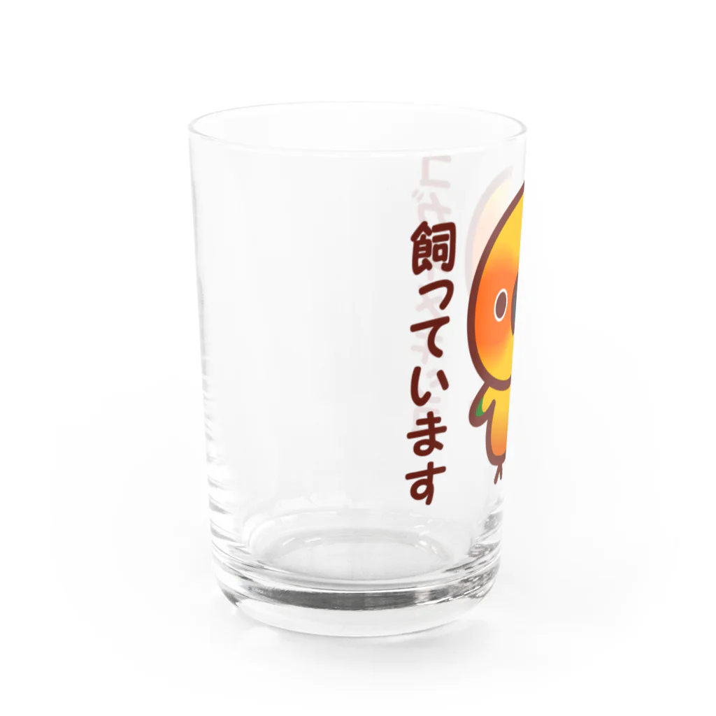 いんこ屋堂のコガネメキシコ飼っています Water Glass :left