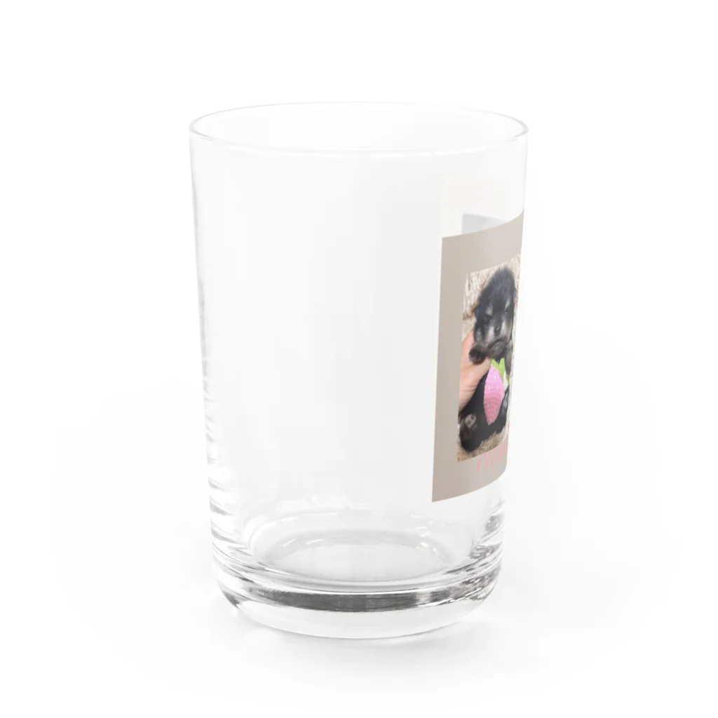 キャンドルドックの可愛いブラックタン兄弟 Water Glass :left