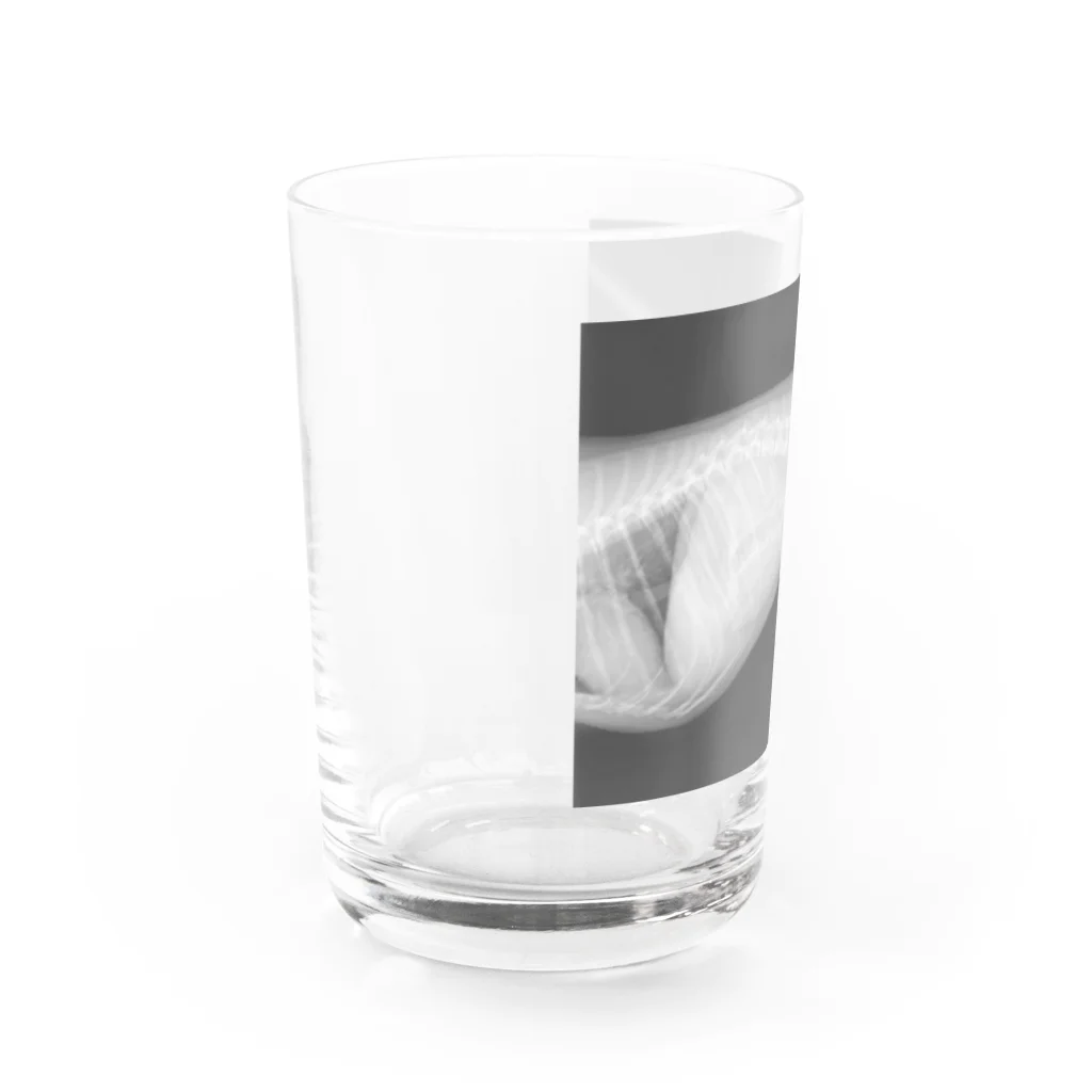 nireのいぬのレントゲン Water Glass :left