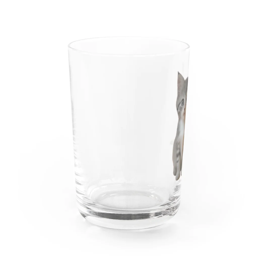 ちびえりshopの見つめる仔猫 Water Glass :left