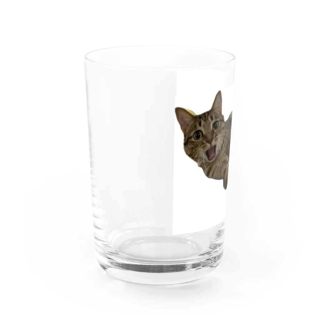 直太朗ショップのキジトラ猫の直太朗2 グラス左面