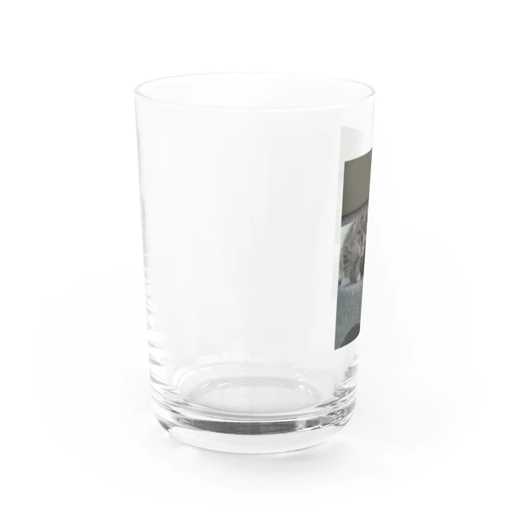 ショップyukimaroのネコちゃんたち Water Glass :left