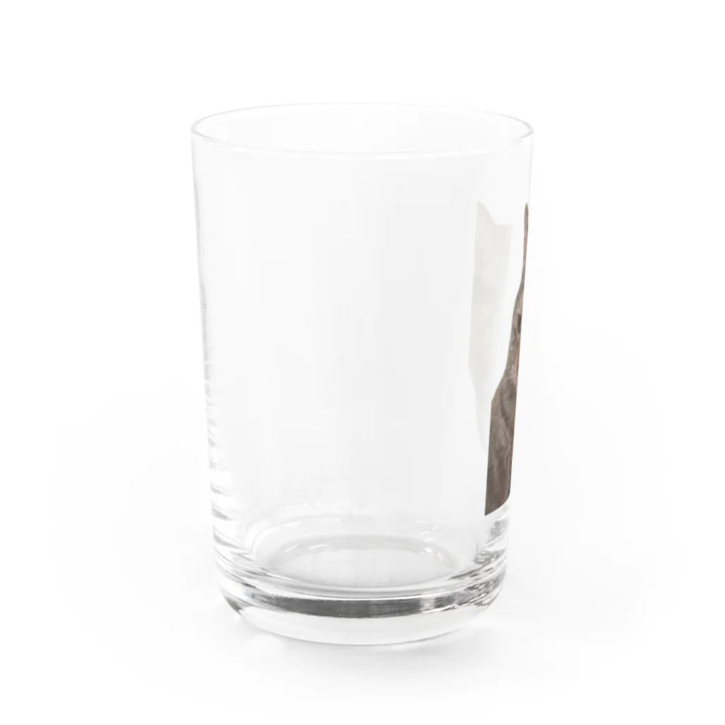 猫ミームグッズの【猫ミーム】叱られる猫 Water Glass :left