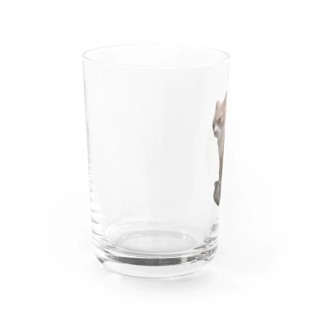 猫ミームグッズの【猫ミーム】餌を催促する猫 Water Glass :left