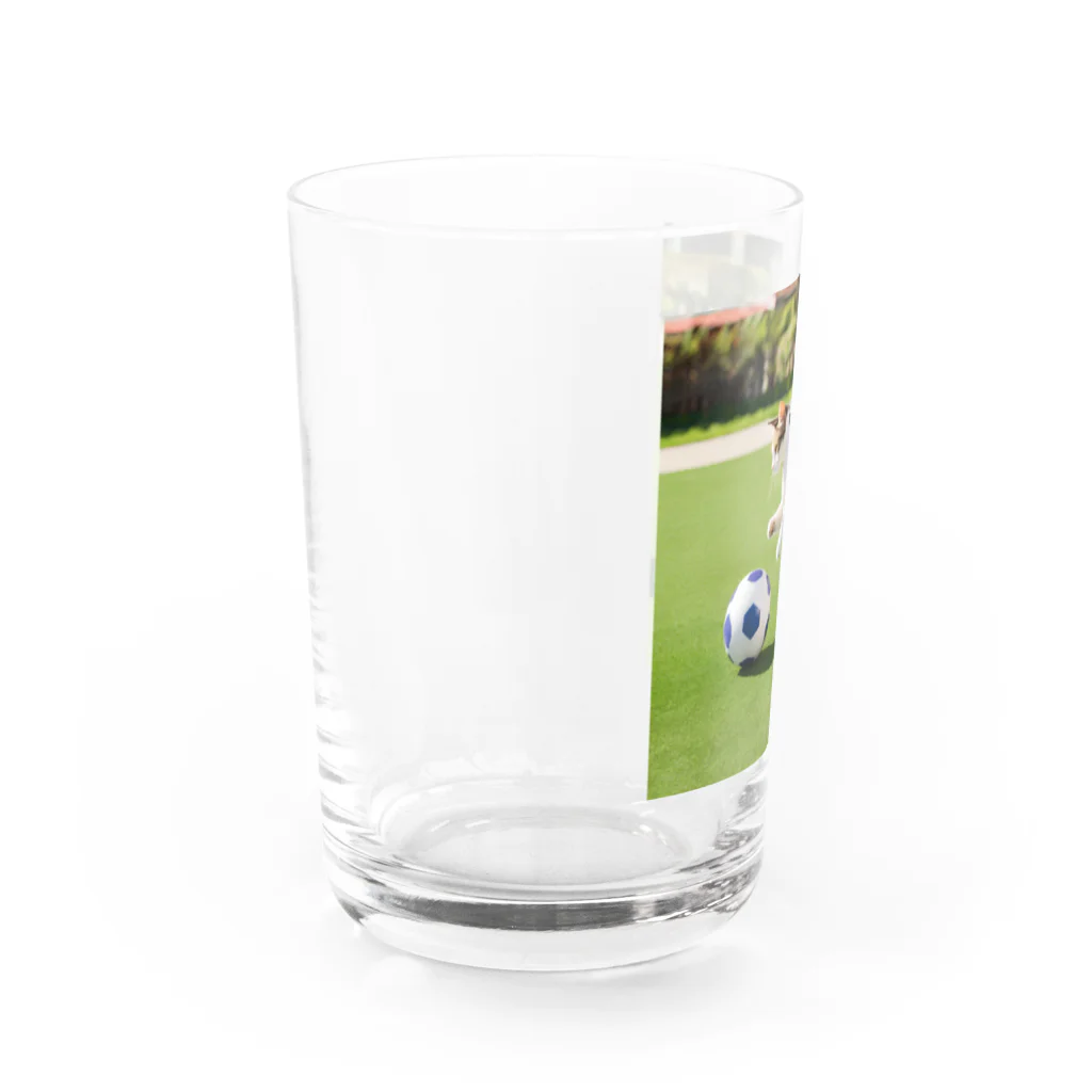 huwahuwa_nikonikoshopのサッカーするネコ Water Glass :left