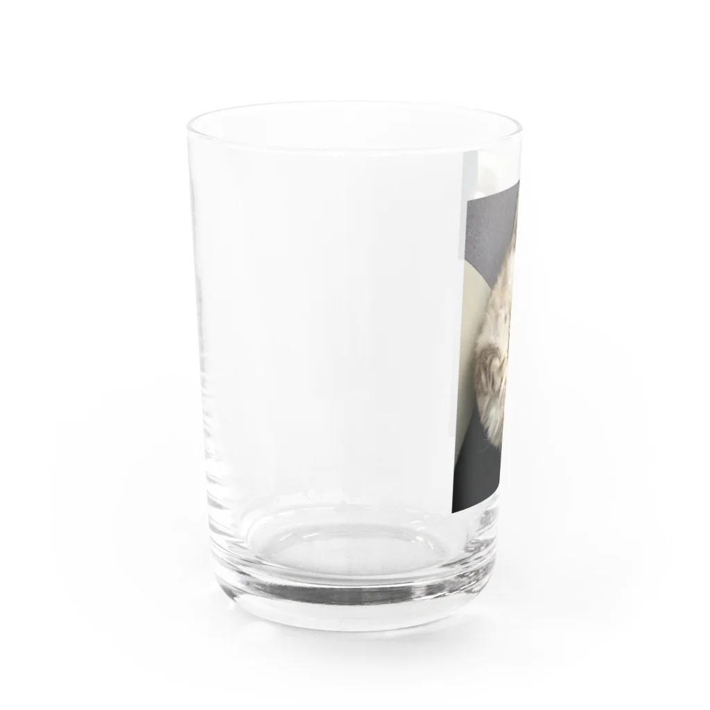 吾輩はベルである。ショップの福猫ベルちゃんの開運グッズ Water Glass :left