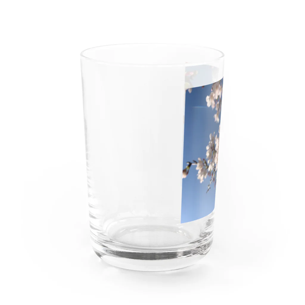 なうのさくら Water Glass :left