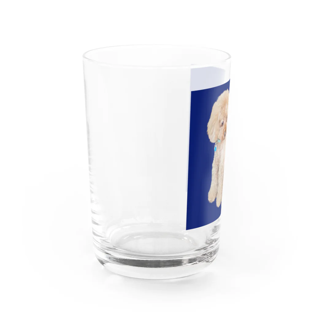 chiro2015のトイプードルのチロ君♂ Water Glass :left