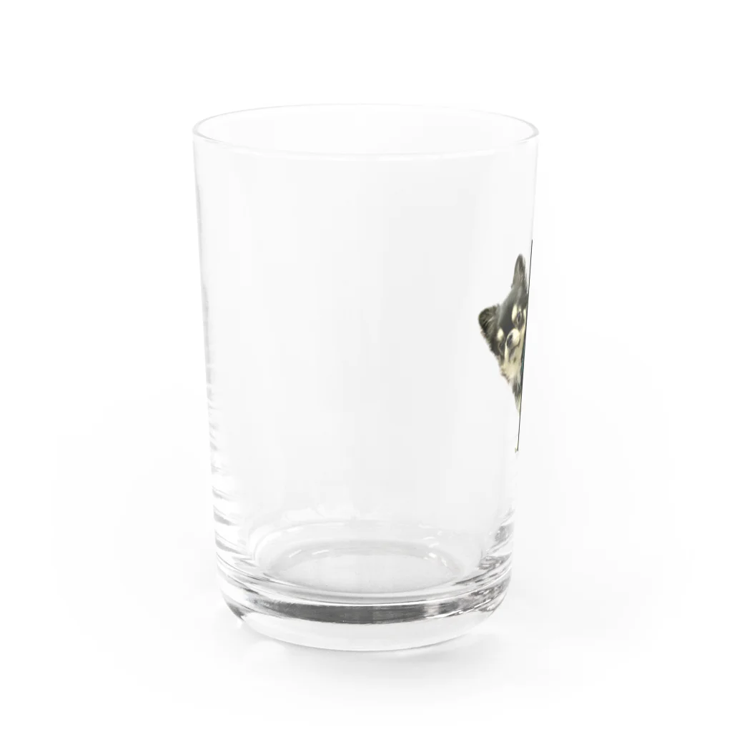 チワワの、のぶながSHOPのひょっこりのぶちゃん Water Glass :left