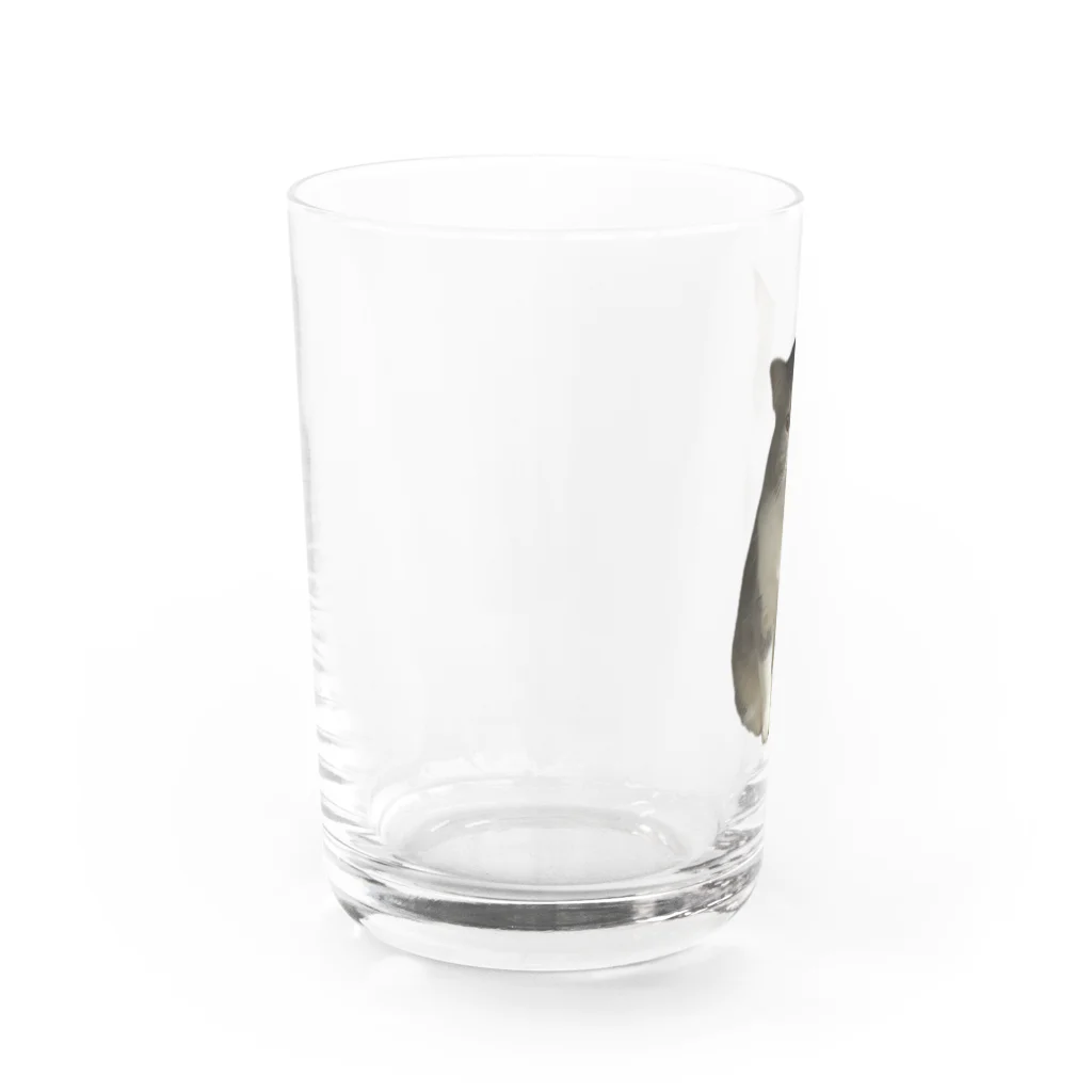 むっちり猫のむっちり丸の不機嫌な美猫 ミロ姫 Water Glass :left