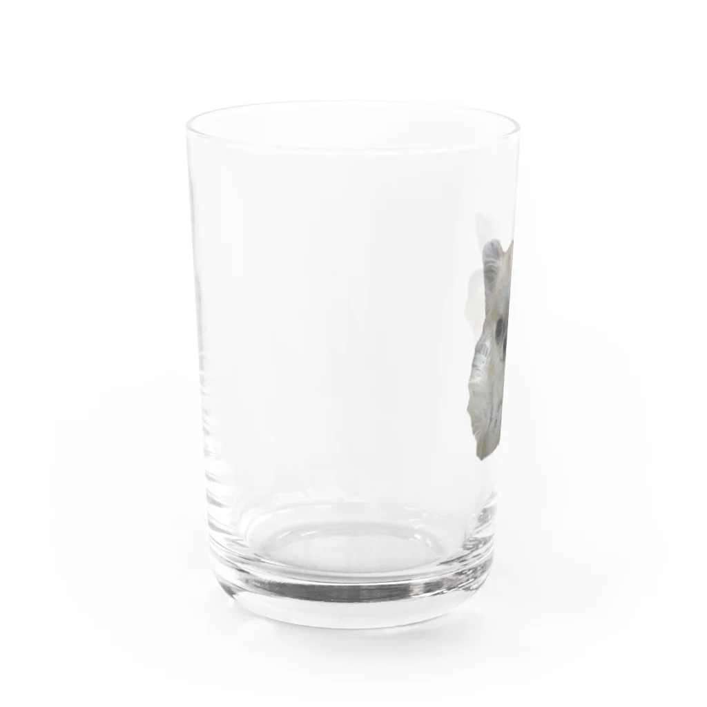 lovely-petsの極小チワワのマカロンちゃん Water Glass :left