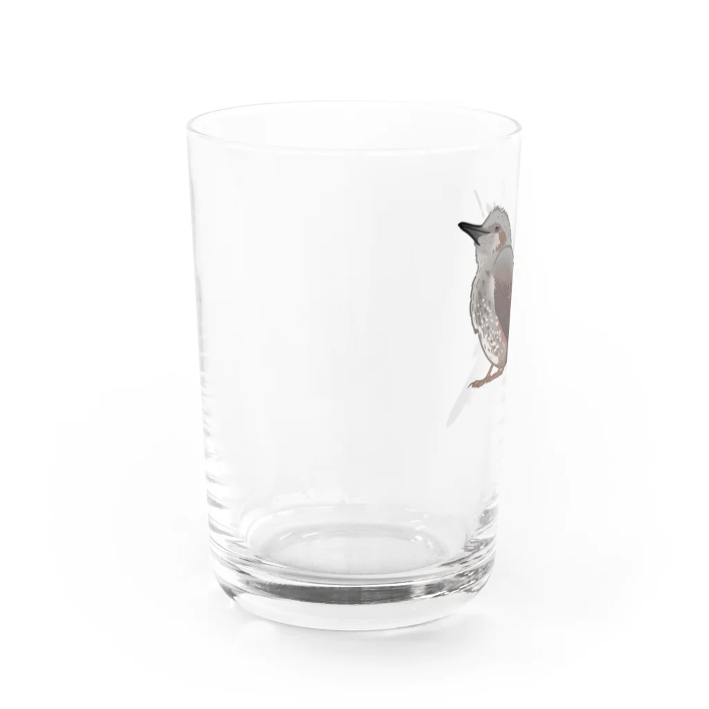 やちよ｜リアル鳥イラストのヒヨドリさん Water Glass :left