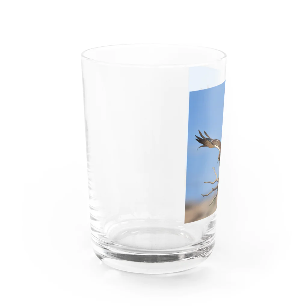 ganeshaの群れの中で他の人と協力しているタカ Water Glass :left