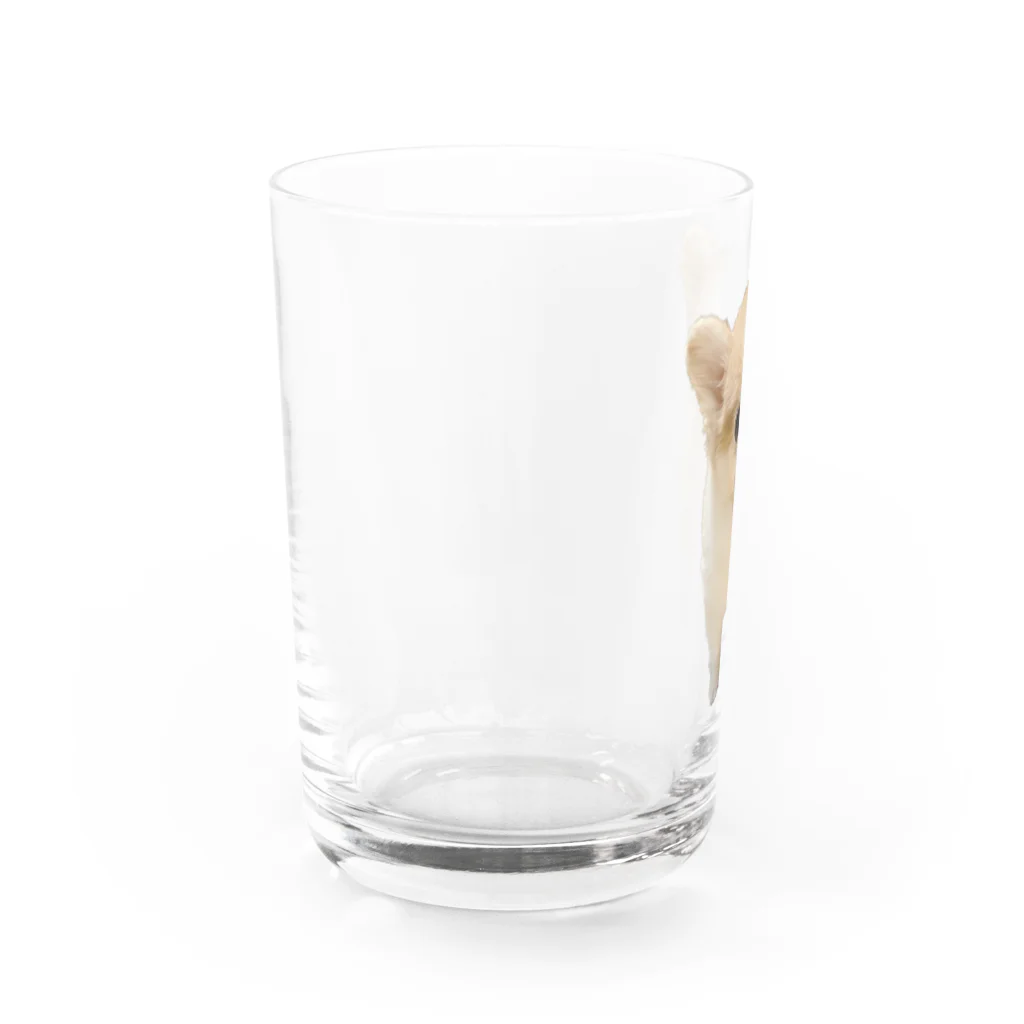 ポメラニアンめいのおいかりめい Water Glass :left