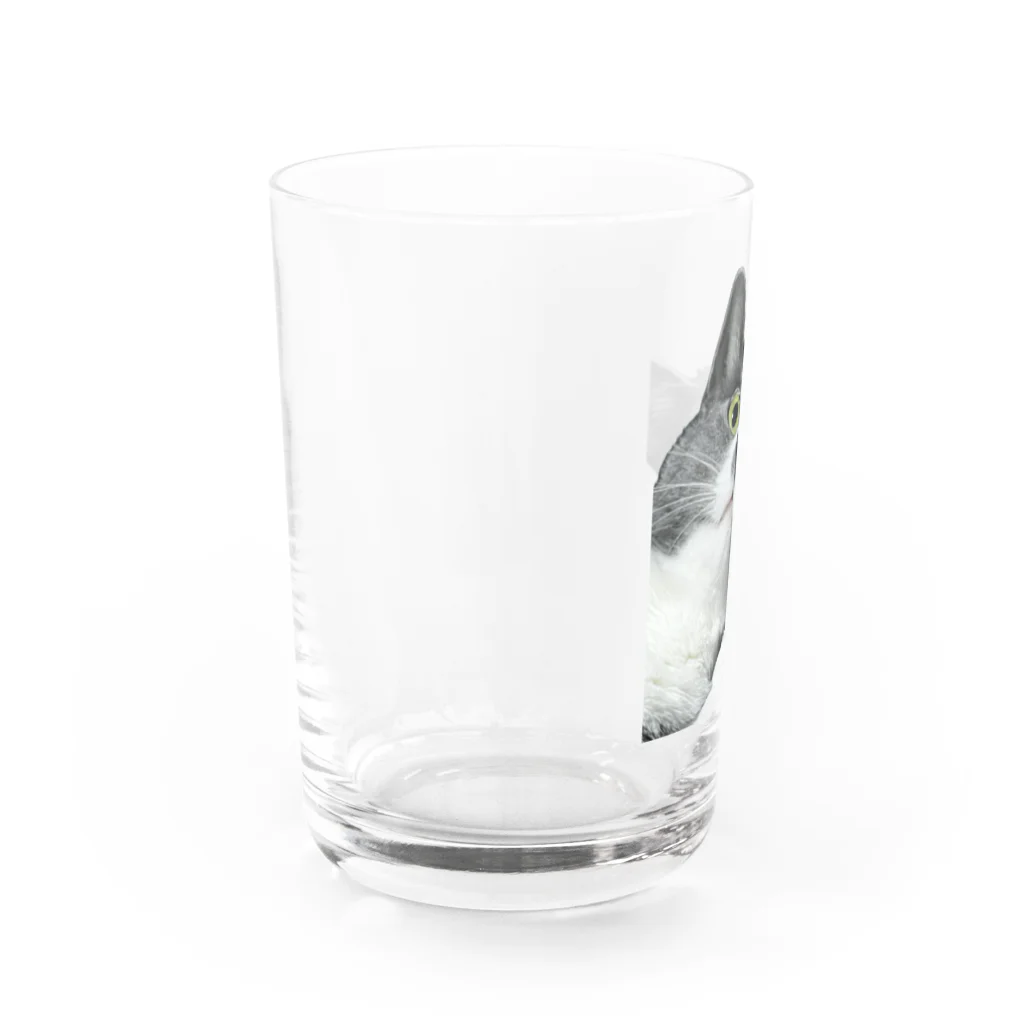 ねこねこねこねこのまままほちゃん Water Glass :left