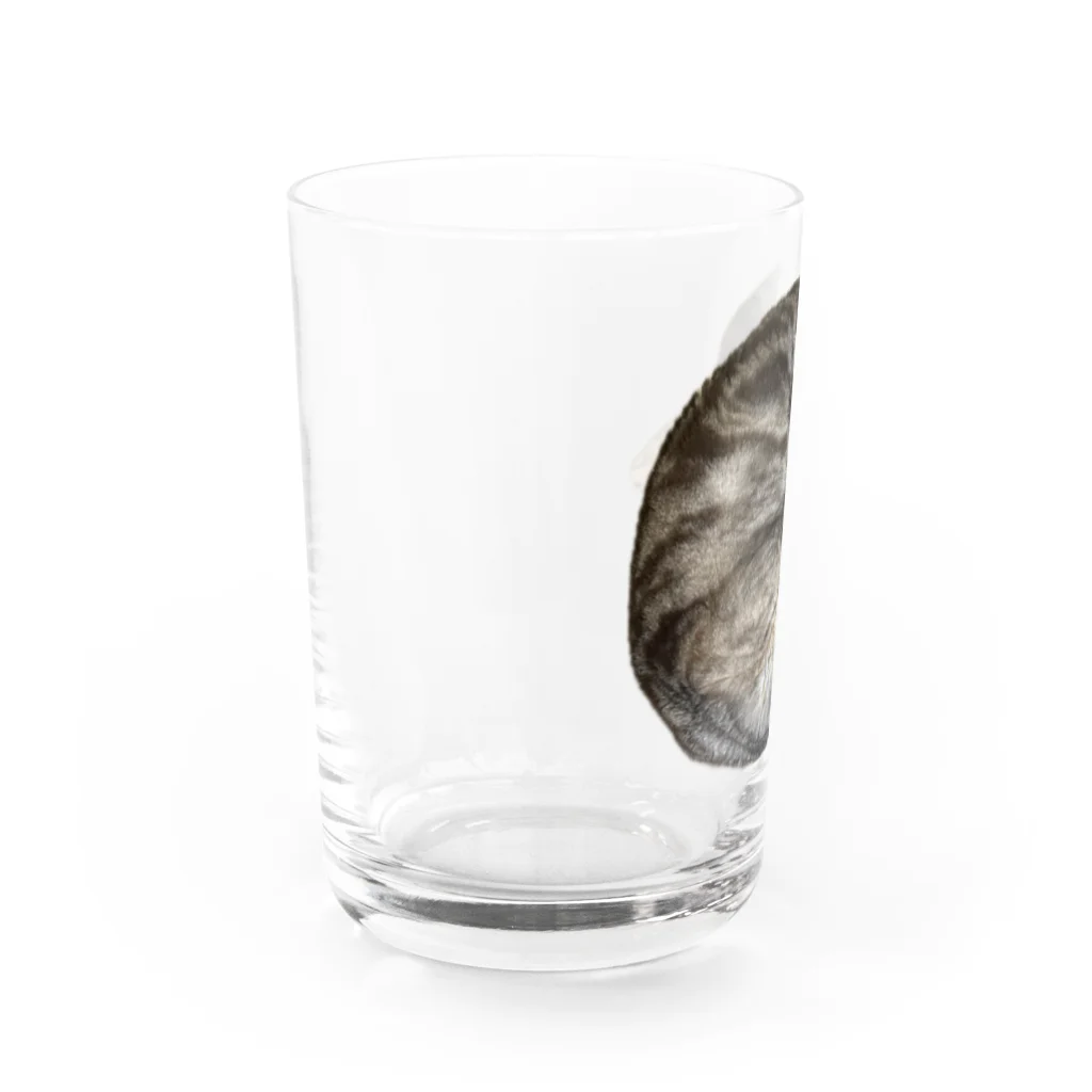 うちの猫ちゃんたちの茹でられたエビみたいなとらと Water Glass :left