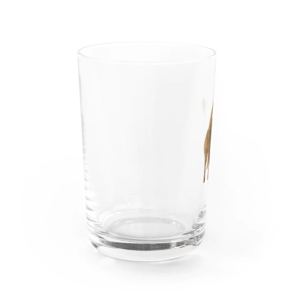 甲斐犬ひなちゃんの甲斐犬ひなちゃん（チラッ） Water Glass :left
