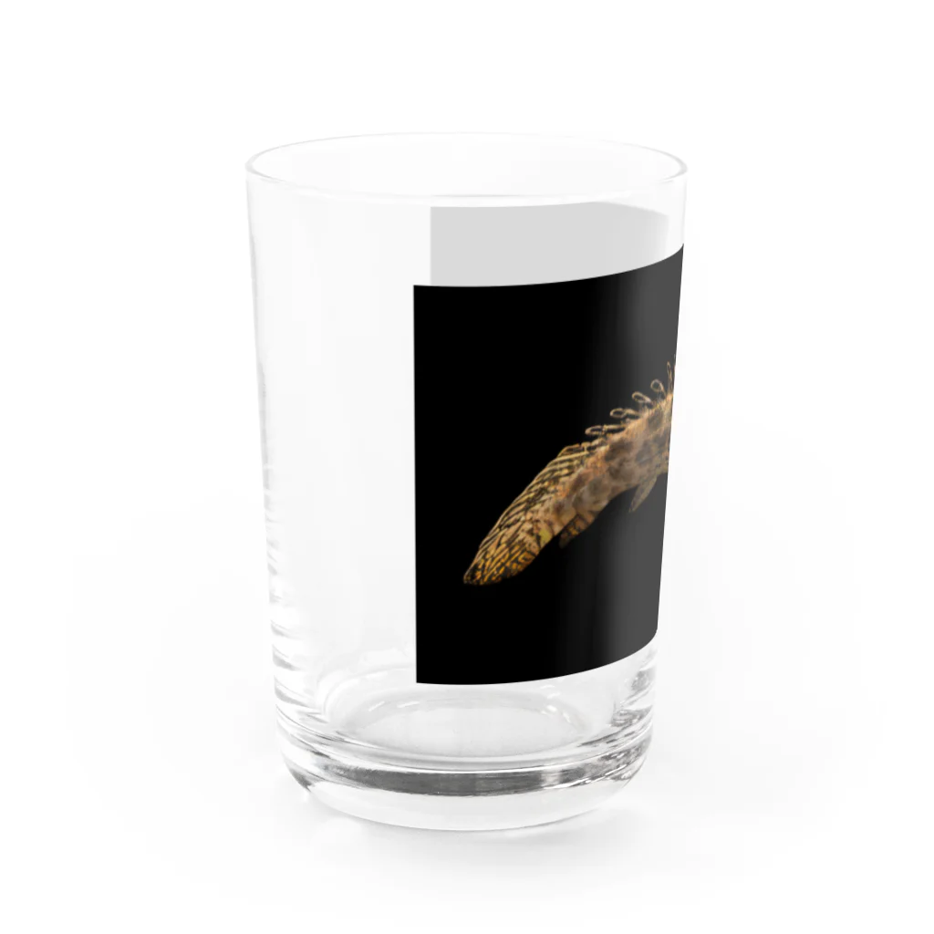 stockboxのポリプテルス グッズ Water Glass :left