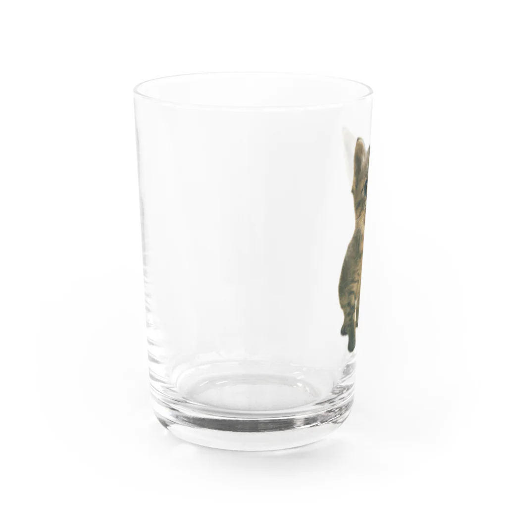 ﾈｺ•ﻌ•ﾈｺ•ﻌ•ﾈｺ•ﻌ•の幸せの幕開け〜こてつ②〜 Water Glass :left