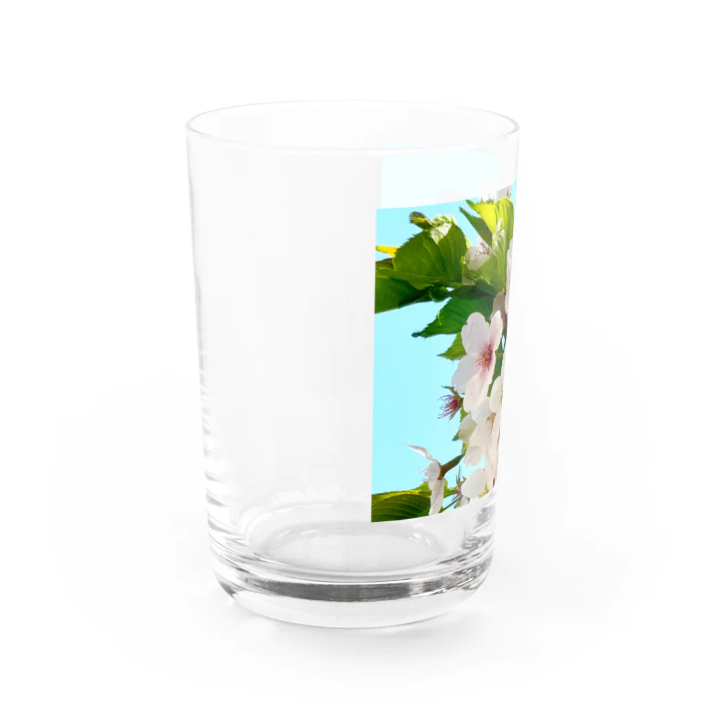 atelier_lapislazuliの桜 Water Glass :left