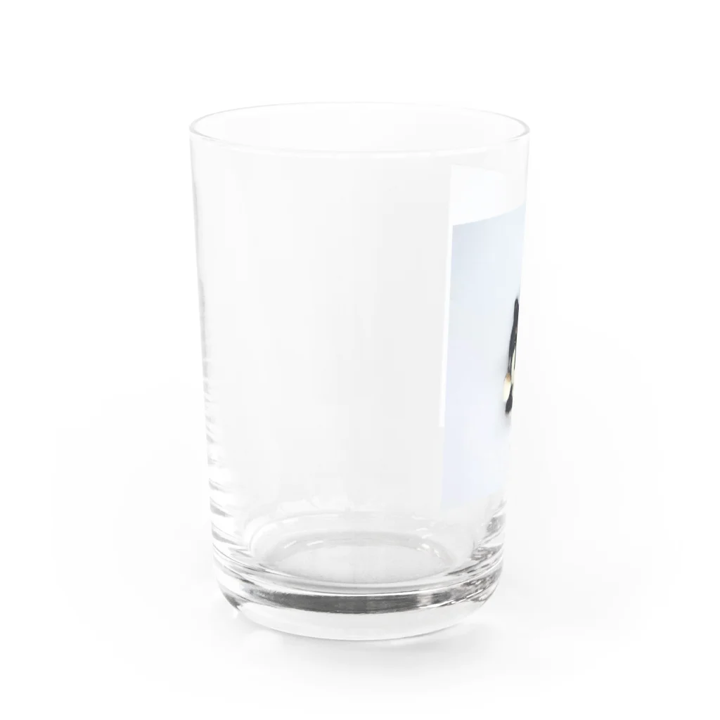 黒柴むさし君のSimpleむさし君 Water Glass :left