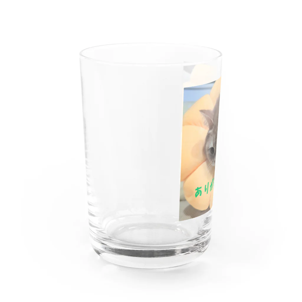 KONEKO_NEKOのありがとニャンコ Water Glass :left