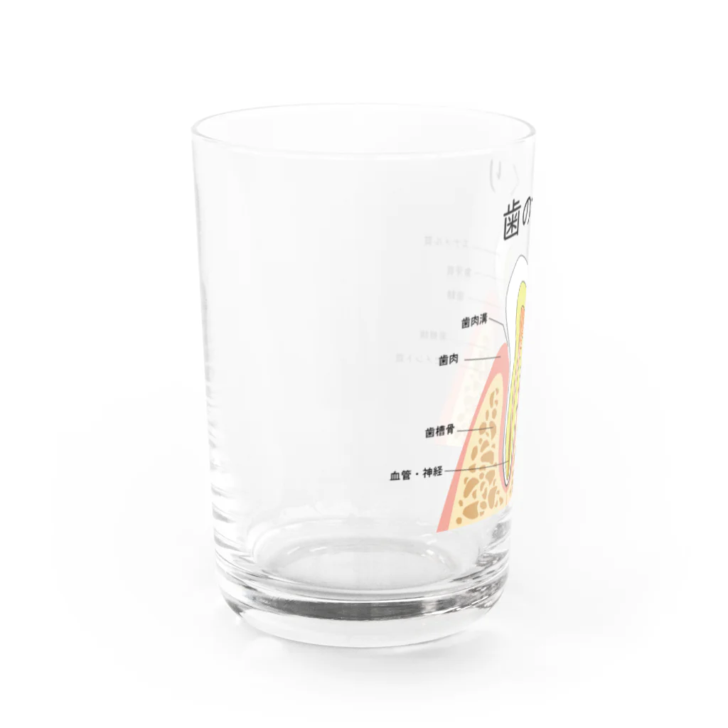 miu8080の歯のつくり Water Glass :left