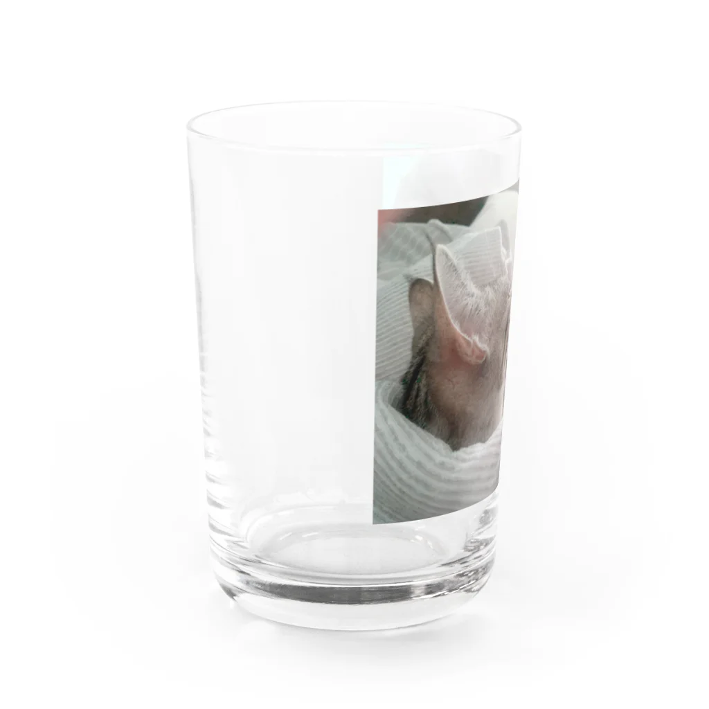 rikkyo_lgbtnizaのねこ Water Glass :left