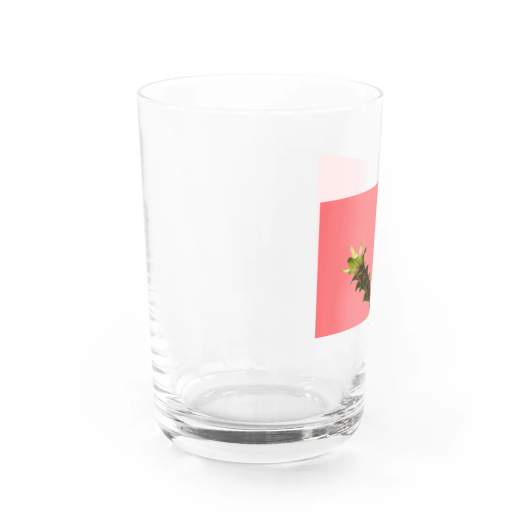 CALAKUEN(SOIL)のCurcuma alismatifolia -pink Water Glass :left