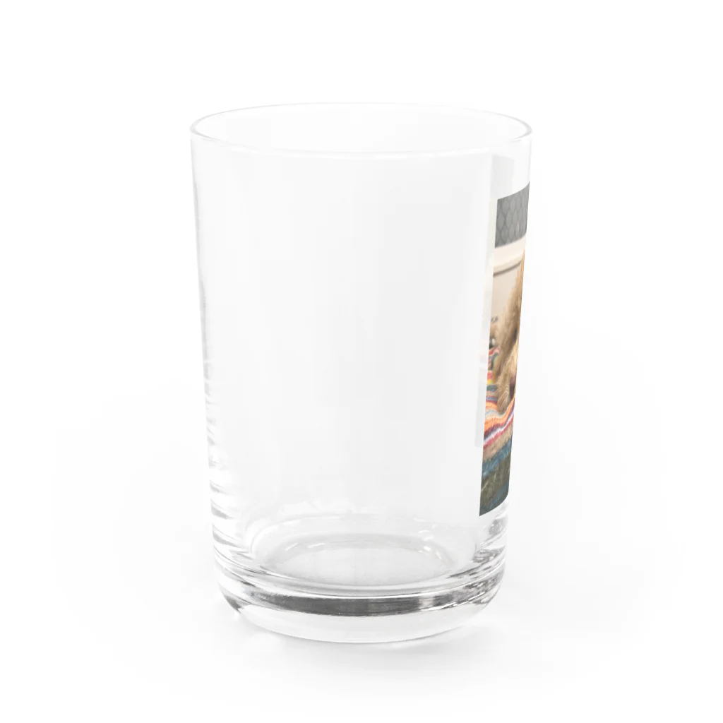 08gum20のラブラドゥードル Water Glass :left