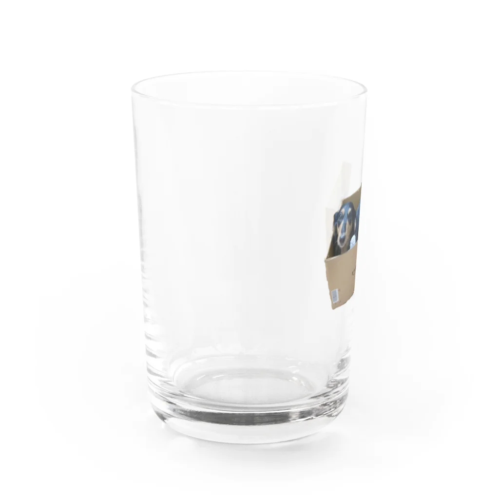 Flamingo Paradeの箱犬アマゾネス Water Glass :left