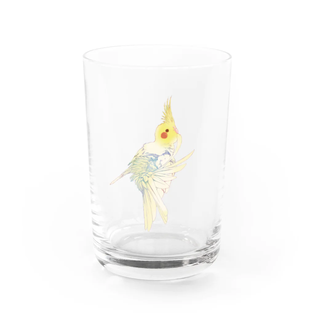 オカメインコ定点観測の尾羽のお手入れオカメインコ Water Glass :left