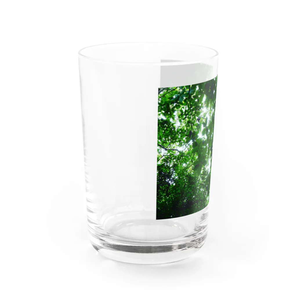 Tesoroの光の葉 Water Glass :left