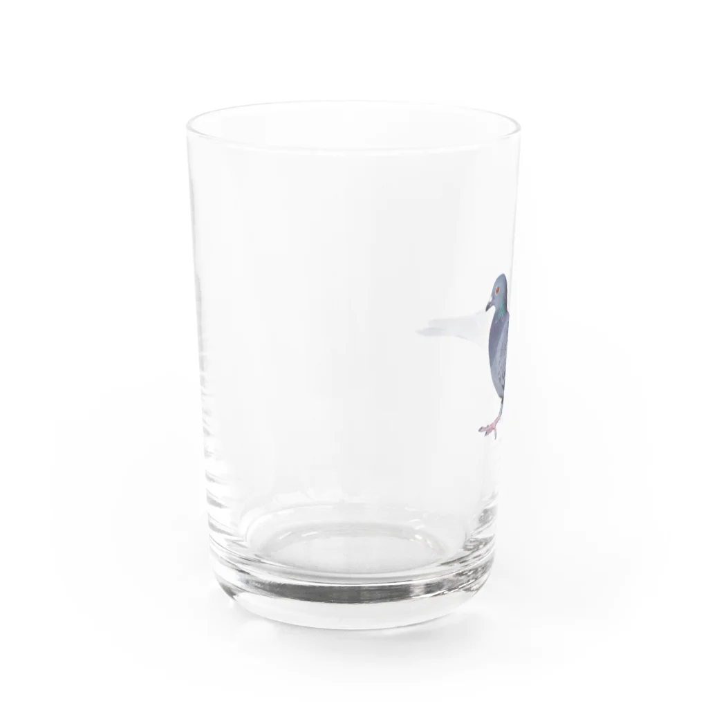 行方不明のドバトが見つかったの行方不明のドバト_鳩 Water Glass :left
