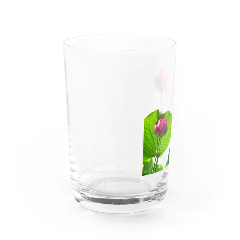 あるくろさんの蓮 Water Glass :left