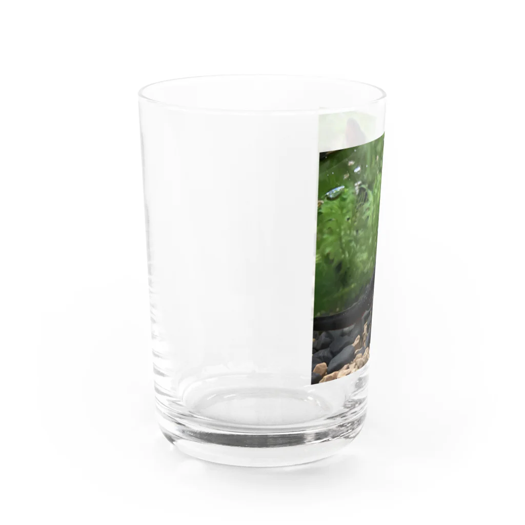 Kanjiのシリケンイモリ Water Glass :left