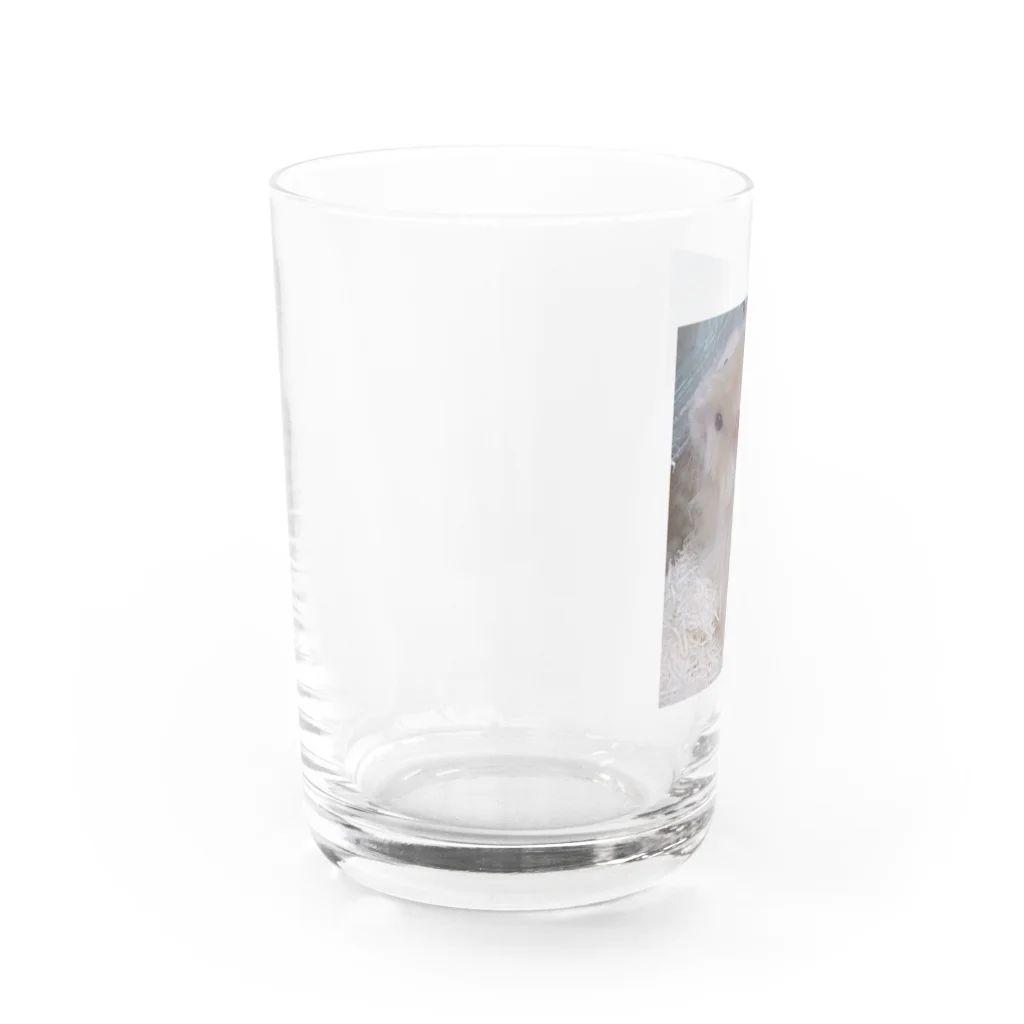 fuukachan316のサテンハムスターのモフ🐹 Water Glass :left