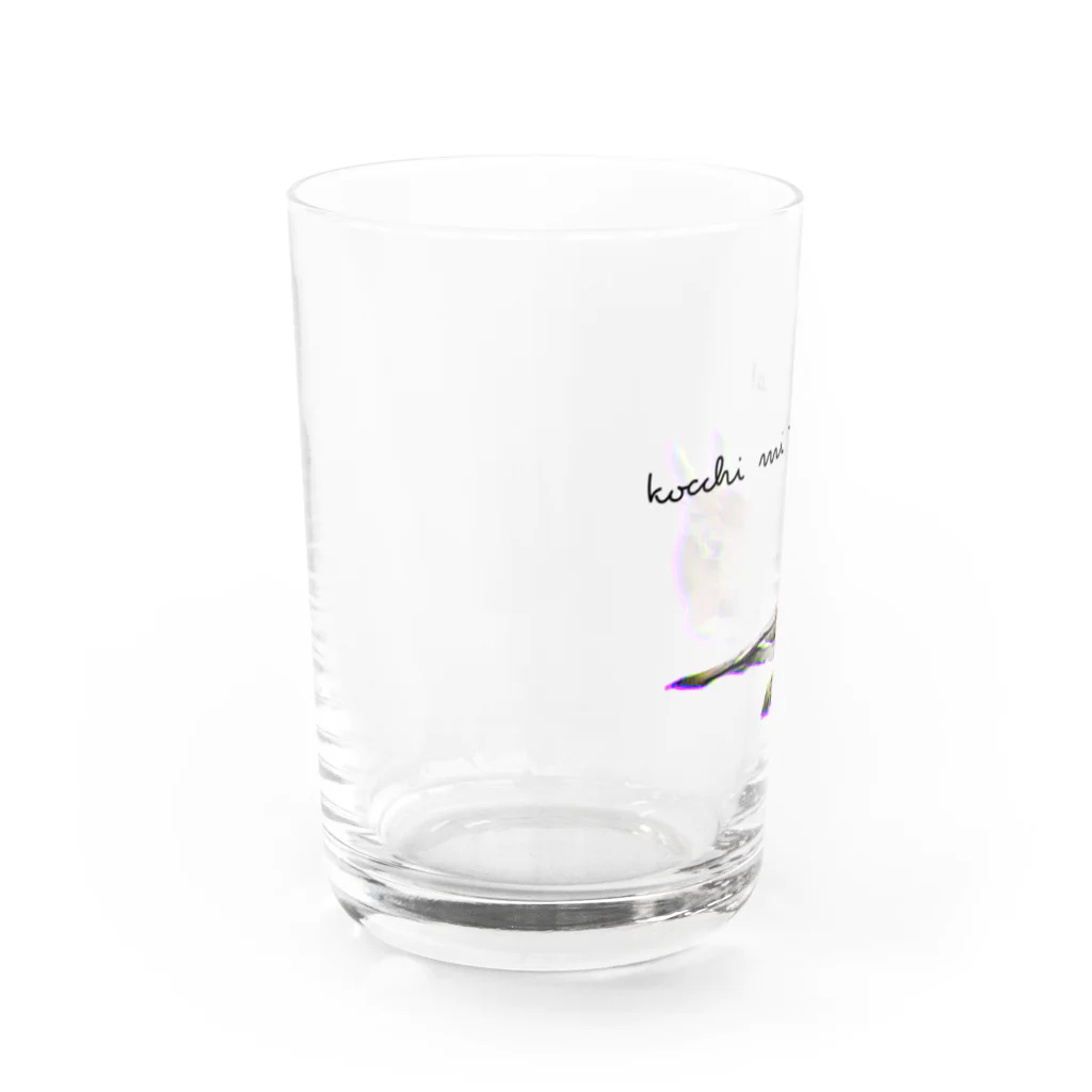 こあらららんどのこっちを見てるカンガルー Water Glass :left