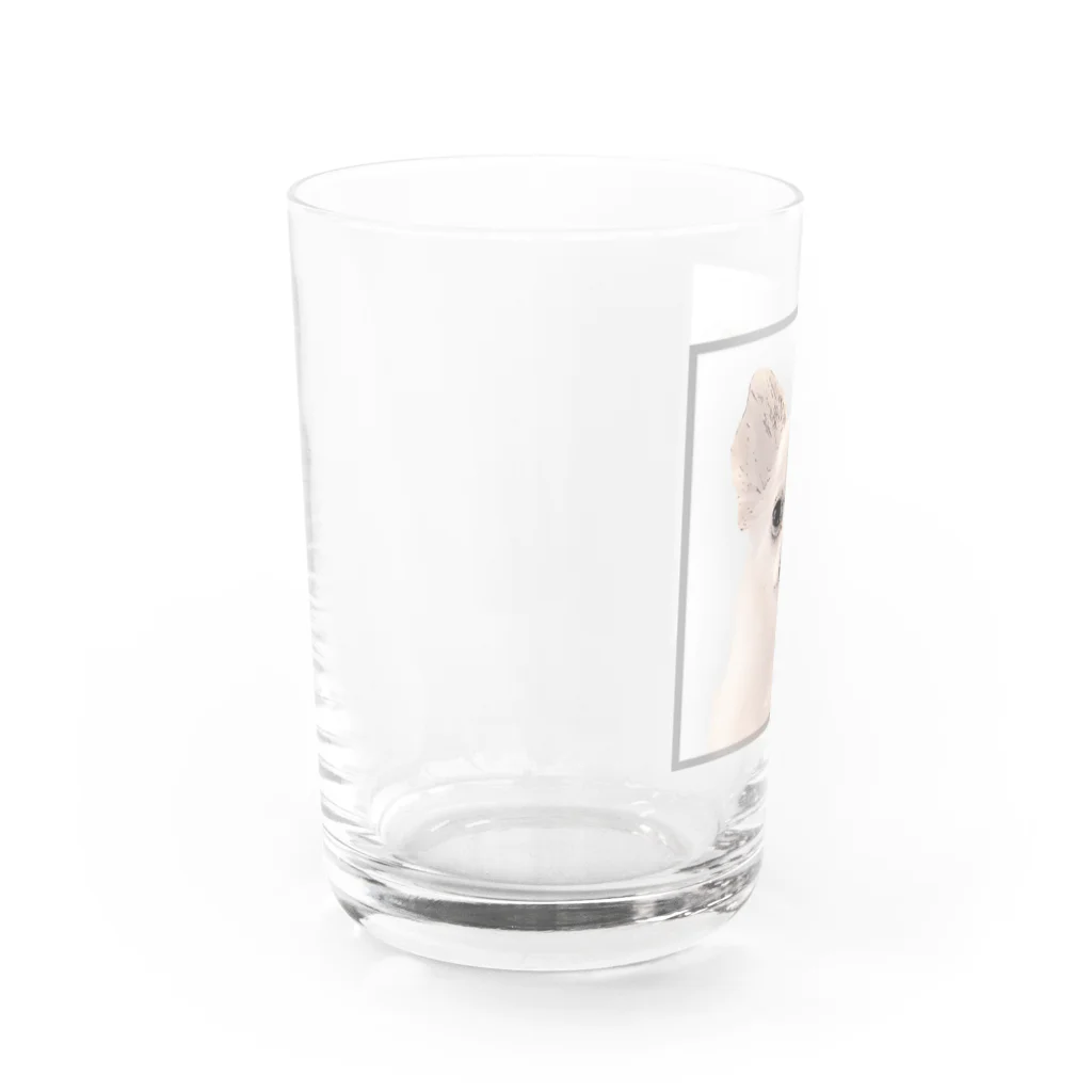stellaforte_kyotoのシュールまるたろう（看板犬） Water Glass :left