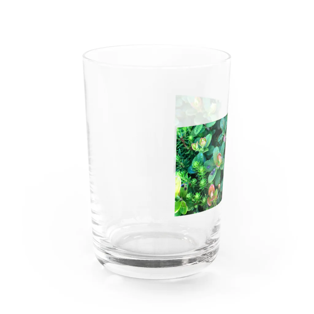 megu0328の乗鞍岳の高山植物 Water Glass :left