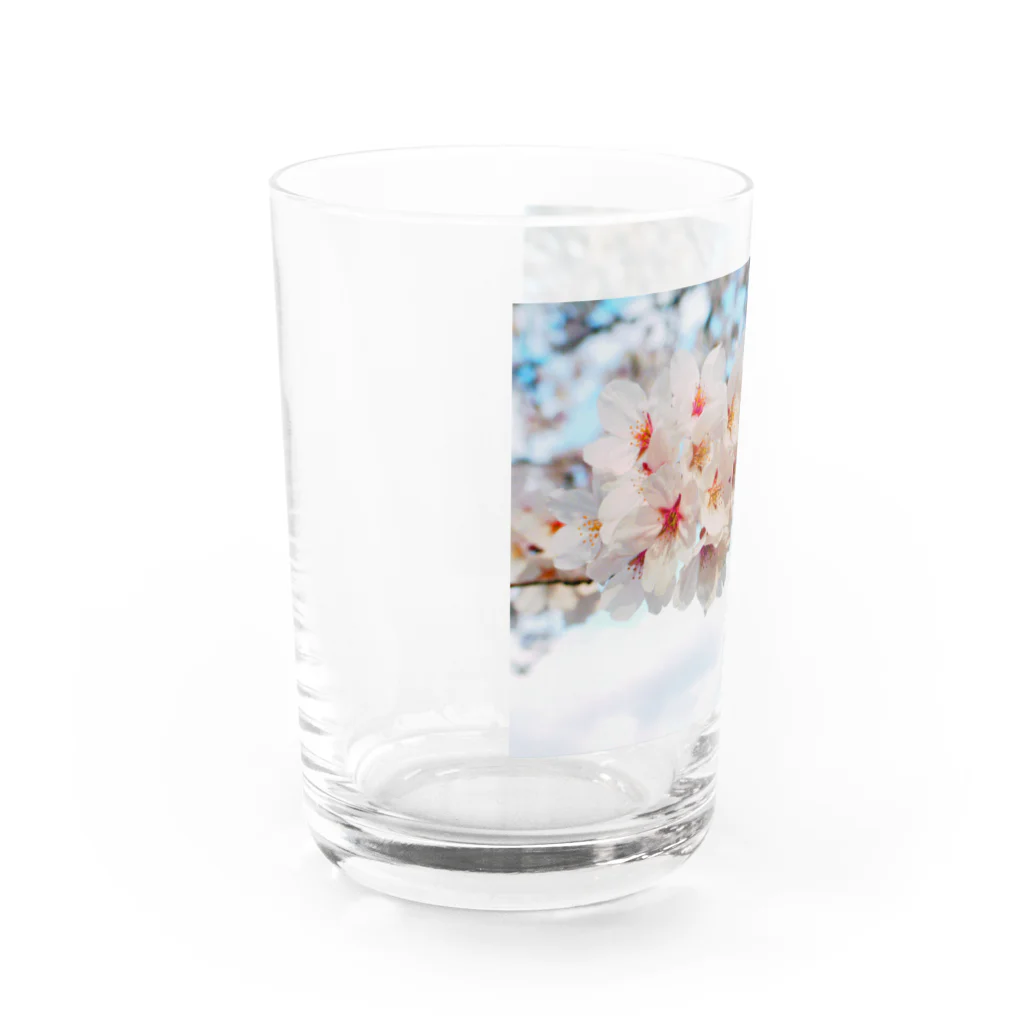 Tio Heartilの満開の桜 Water Glass :left