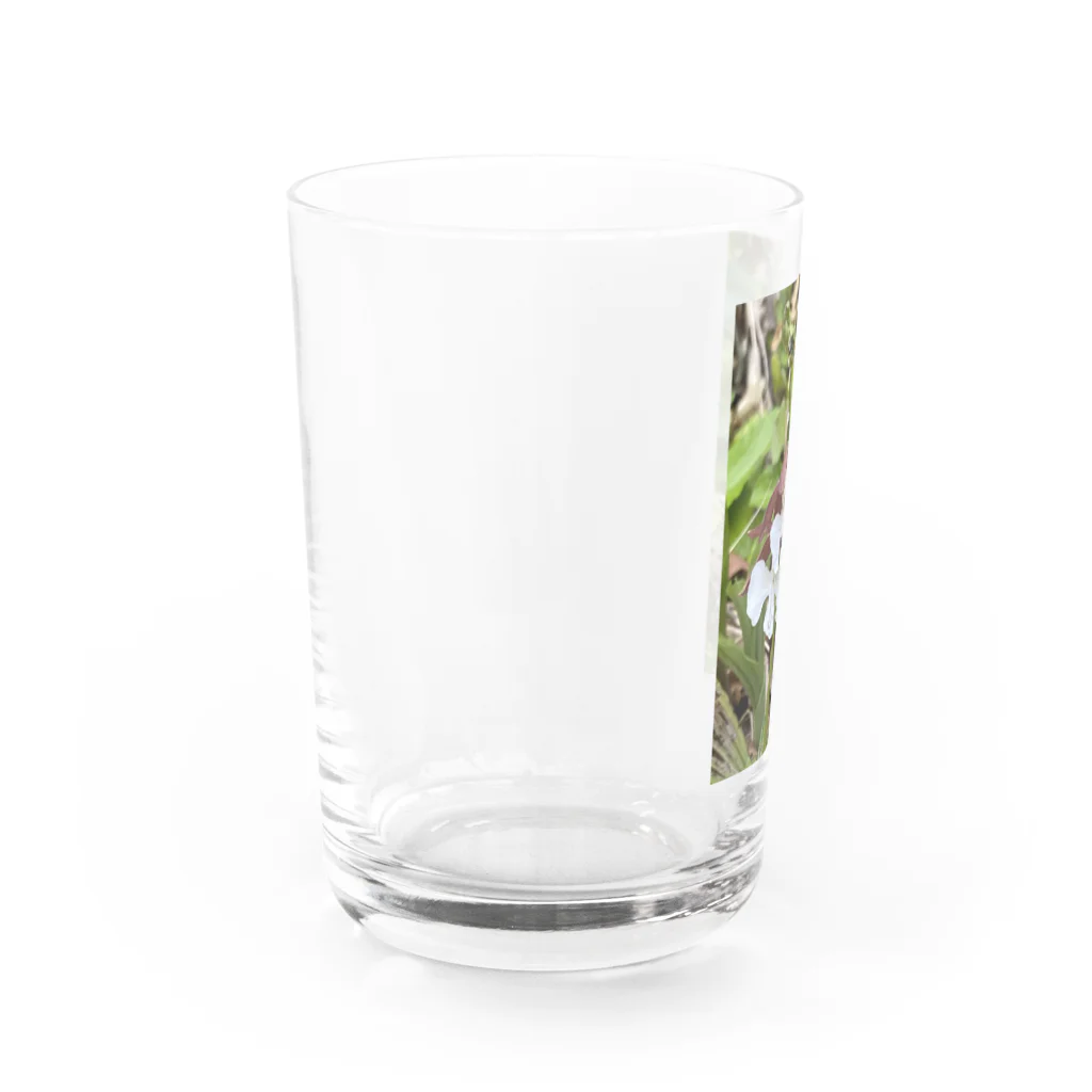 yotarosuzuriのお庭のお花ちゃんエビネ Water Glass :left