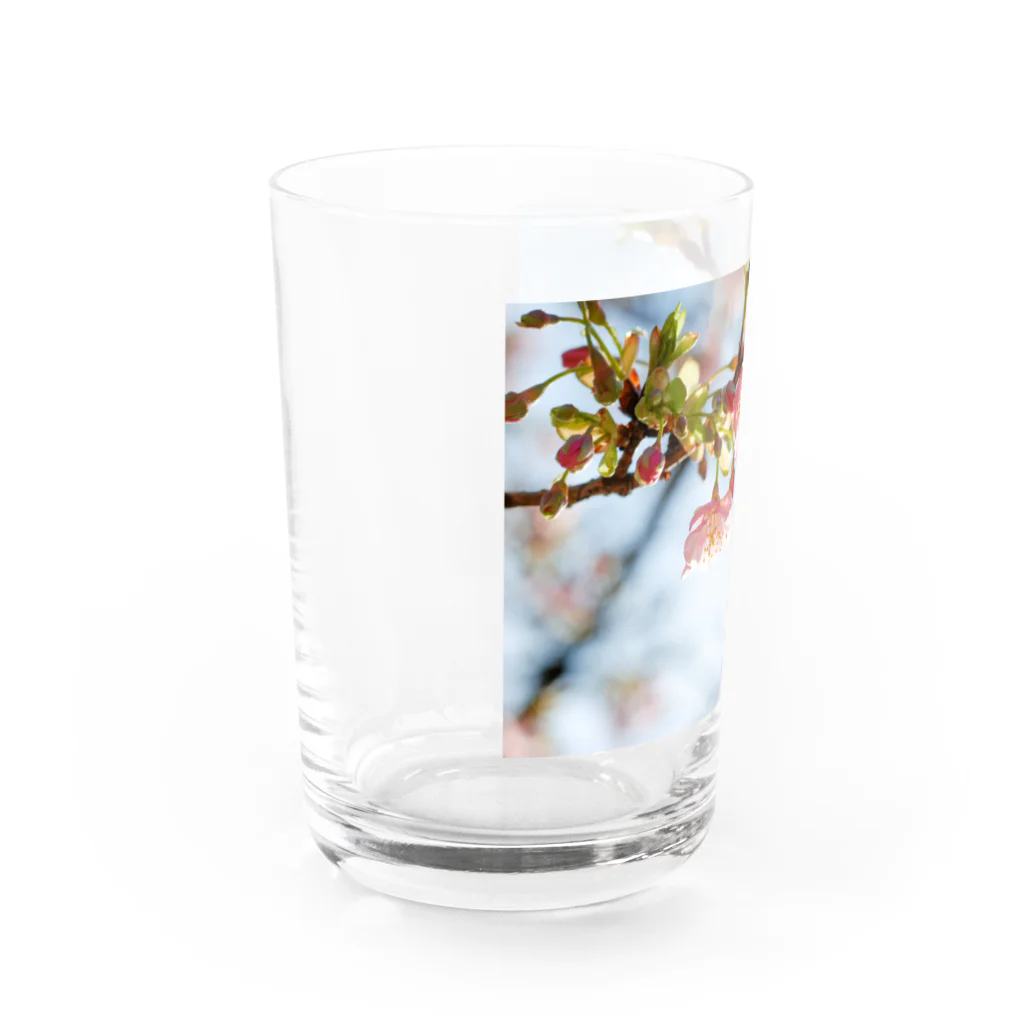 はち / きまぐれハチログの桜 Water Glass :left