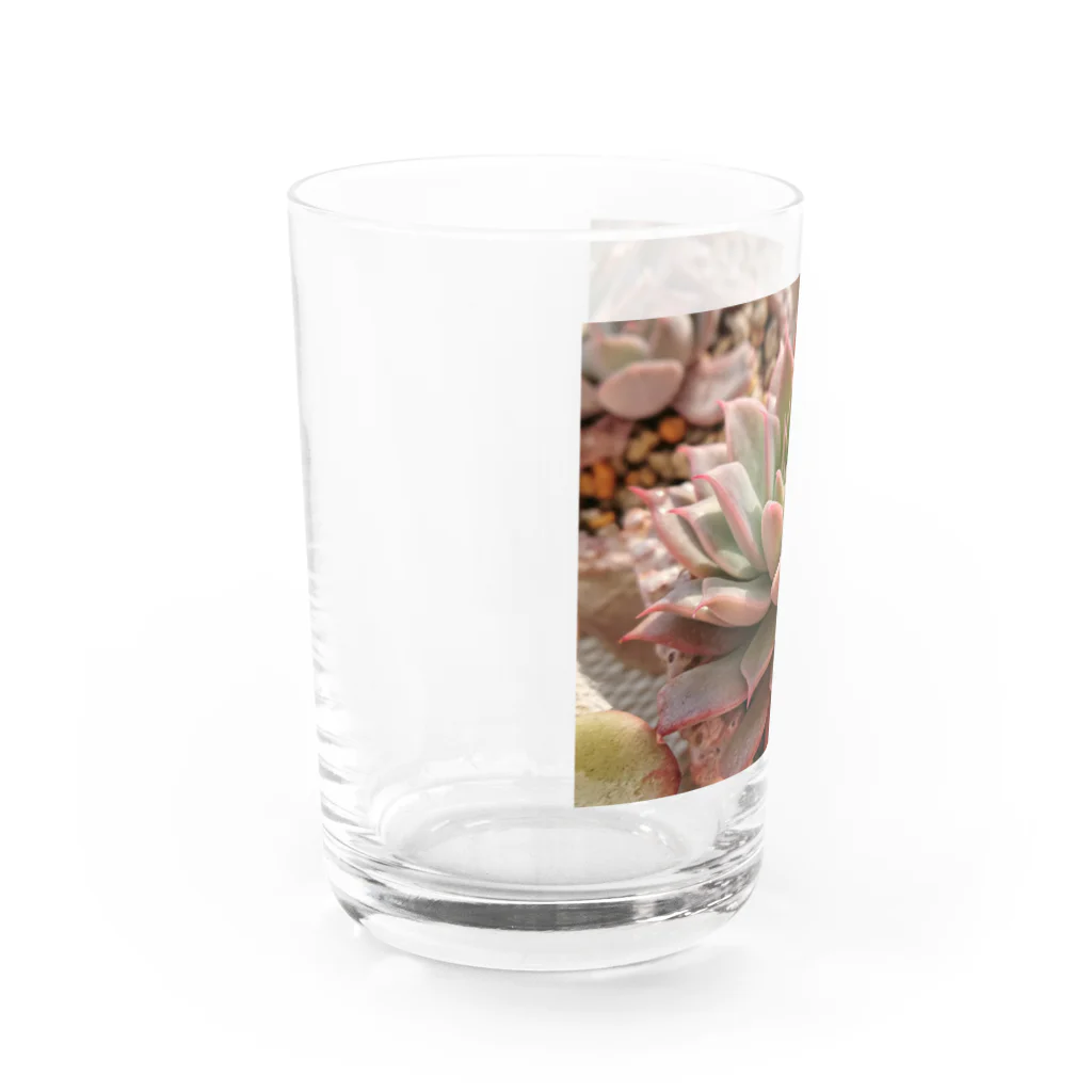 🌵たにくりーむ🍦の多肉植物 Water Glass :left