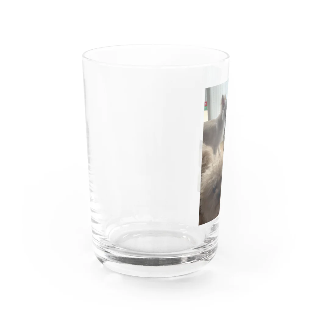 チワワ＆ビショプーの全力じゃれっこ Water Glass :left