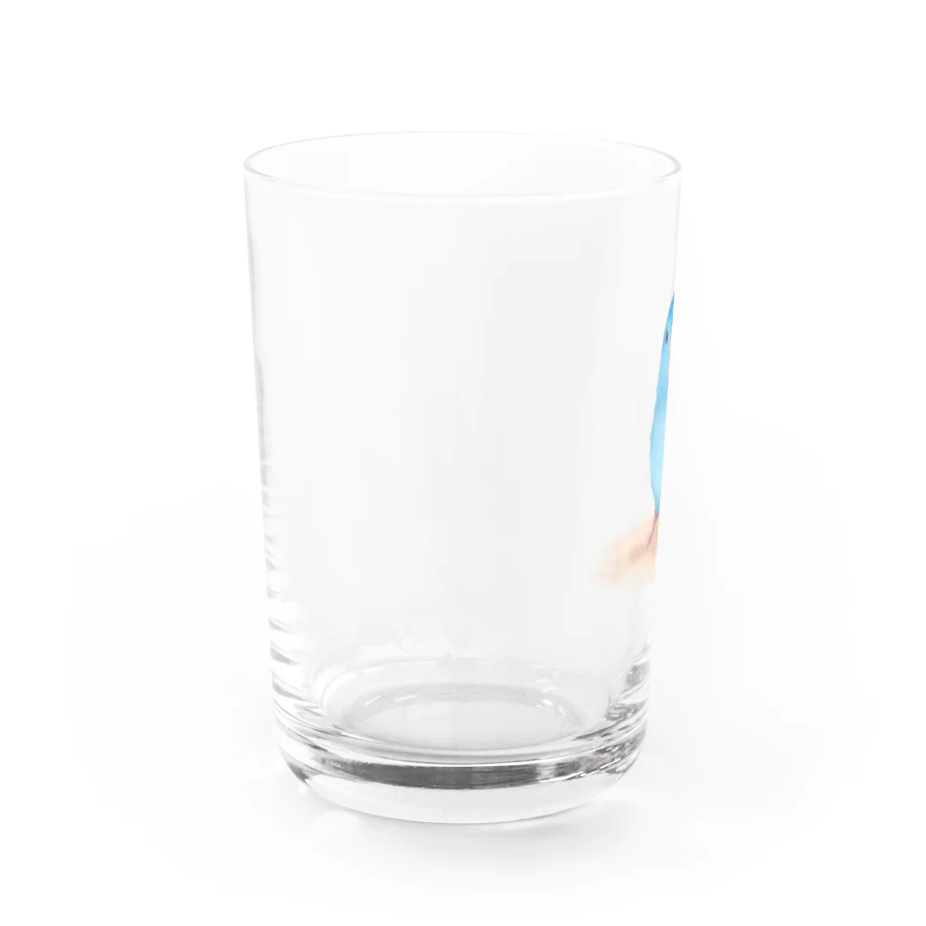 まめるりはことりのブルーマメルリハ【まめるりはことり】 Water Glass :left