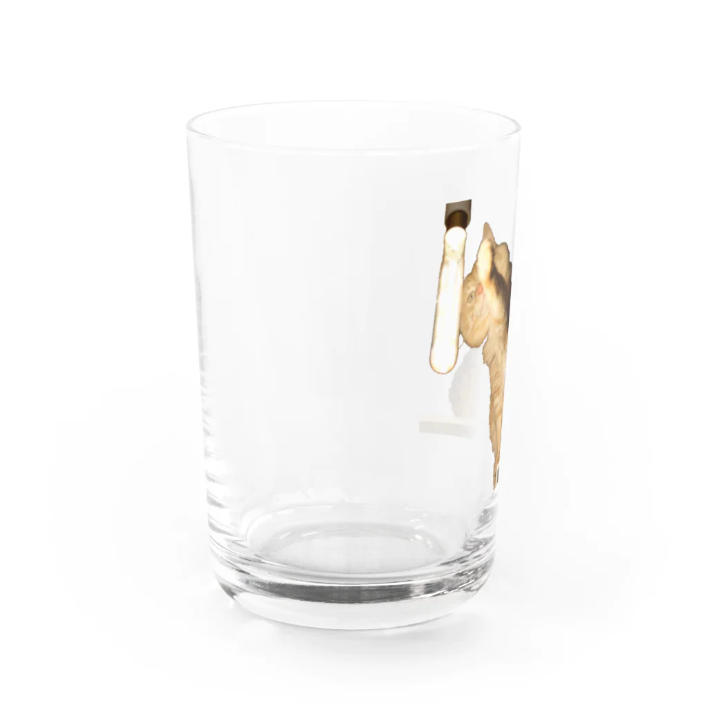 kiichacoの-猫- 左手を暖めるはっさく Water Glass :left